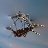 Galerie photos de moustiques tigres après raquette anti-moustique