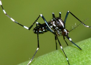 asian_tiger_mosquito