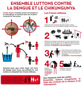 chikungunya-aedes-aegypti