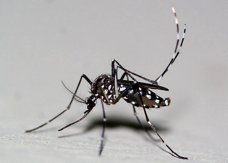 Aedes Albopictus Moustique Tigre Informations Pi ges Identification