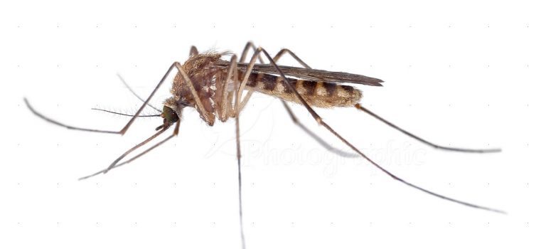 un cas de virus Usutu transmis par le moustique commun « Culex »