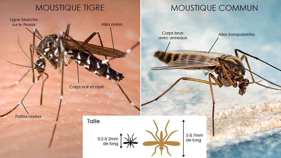 Identifier Et Reconnaitre Le Moustique Tigre Le Moustique Noir Et 