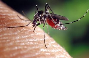 10000 cas dengue thaïlande moustique tigre
